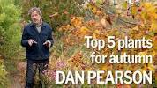 Dan Pearson&#39;s top 5 plants for <b>autumn</b> | Fall foliage and flowers - YouTubeの画像