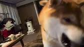 朝から元気なりゅう #<b>しば</b> #<b>柴</b> #<b>柴</b>スタグラム #柴犬 #shibainu #shiba ...の画像