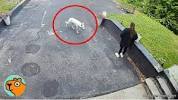Camera Catches a Mysterious <b>Dog</b>. Here&#39;s What Happens Next -の画像