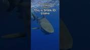 Luana #sharkidluana #tigershark #<b>ohana</b> #dive #hawaii #1 - YouTubeの画像