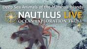 Deep <b>Sea</b> Animals of the Marshall Islands | Nautilus Live - YouTubeの画像