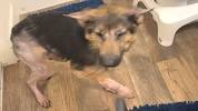 Rescue <b>dog&#39;s</b> heartbreaking first days in new home - YouTubeの画像