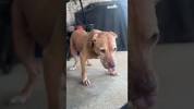 Petrified <b>Dog</b> Needed Help From Her Foster Sister To Learn How To <b>Dog</b>の画像