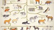 ALL THE <b>DOGS</b>, EXPLAINED - YouTubeの画像