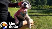 Terrified <b>Dog</b> Found Barely Clinging to Life Is Now Glowing With Smilesの画像