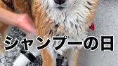 はち洗われる   #柴犬 #<b>しば</b>いぬ #<b>しば</b> #<b>柴</b> #shiba #shibainu ... - Instagramの画像