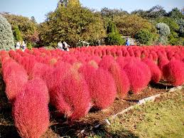 【コキアの<strong>花言葉</strong>】怖い意味はある？花の特徴や名前の由来は？の画像