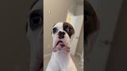 Top 5 <b>Dogs</b> of the Week - YouTubeの画像