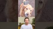 Top 5 <b>Dogs</b> of the Week - YouTubeの画像
