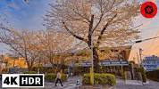 Golden Hour <b>Sakura</b>: Petals Falling at Sunset in Tokyo 4K HDR - YouTubeの画像