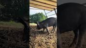 まだ戯れてはくれない黒ぶ   #放牧<b>豚</b> #放牧 #<b>ぶた</b> #pig #養豚 #農業の画像