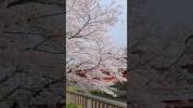 <b>Sakura</b> Cherry Blossom in Tokyo <b>桜</b> ‪@ochikeron‬ - YouTubeの画像