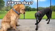 Golden Retriever Meets Mentally Slow Rescue <b>Dog</b> after he was Abusedの画像
