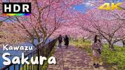 4K HDR Japan Cherry Blossoms - Kawazu <b>Sakura</b> - YouTubeの画像