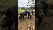 放牧<b>豚</b>観察70残さずペロリ     #放牧<b>豚</b> #放牧 #<b>ぶた</b> #pig #養豚 #農業 #観察の画像