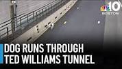VIDEO: <b>Dog</b> rescued from Ted Williams Tunnel in Bostonの画像
