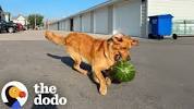<b>Dog</b> LOSES It Over Watermelons | The Dodo - YouTubeの画像