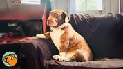 <b>Dog</b> Has The Funniest Reaction When His Crush Walks By - YouTubeの画像