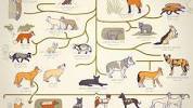 ALL THE <b>DOGS</b>, EXPLAINED - YouTubeの画像