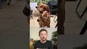 Top 5 <b>Dogs</b> of the Week - YouTubeの画像