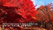 Japan&#39;s Best <b>Autumn</b> Colors : A First Walk Around Lake Momiji - YouTubeの画像